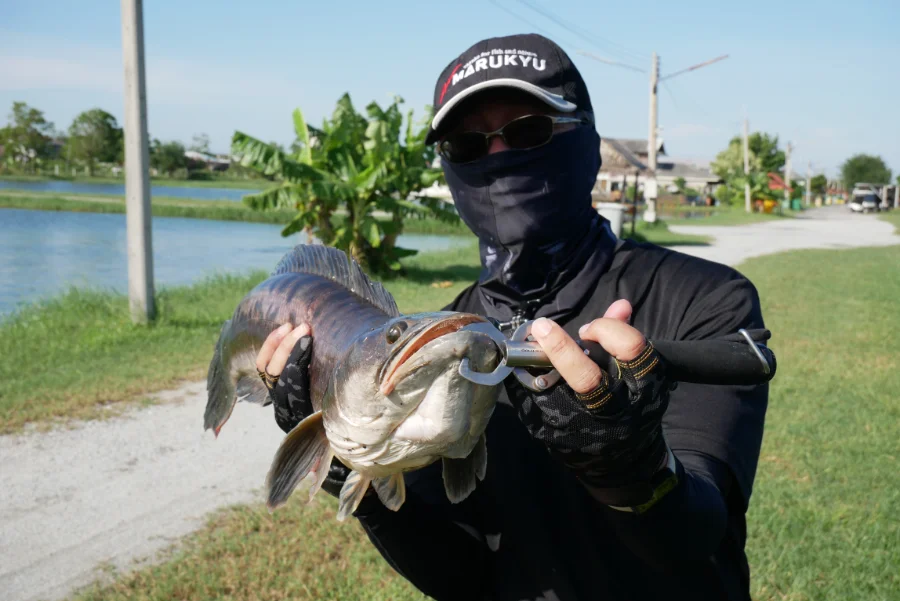 パイロット111で釣ったチャドー