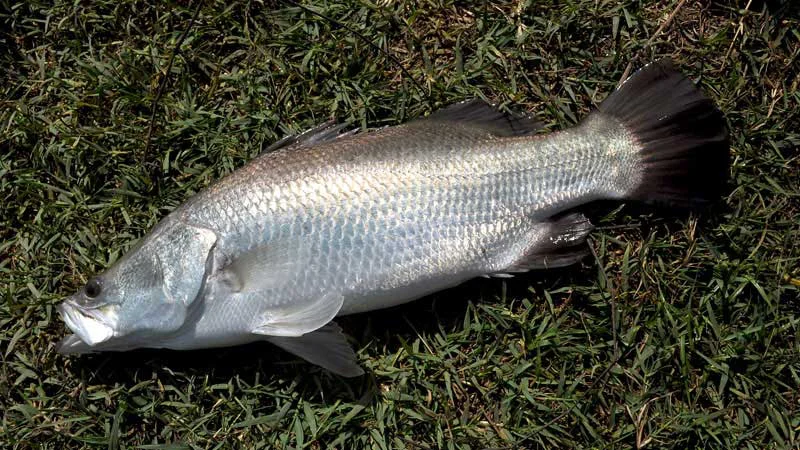 パイロット111 バラマンディ