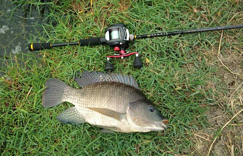 プラーニン パイロット釣堀