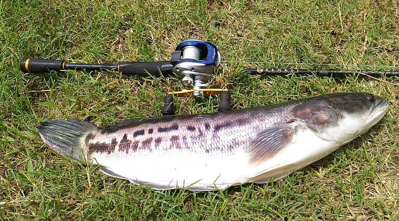 パイロット111チャドー