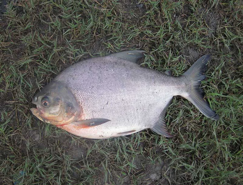 パイロット111 ペクー