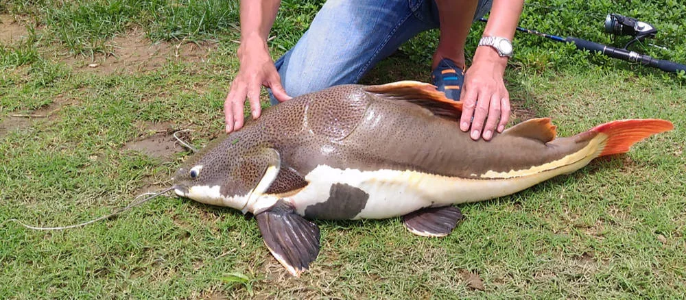 釣堀 レッドテールキャットフィッシュ