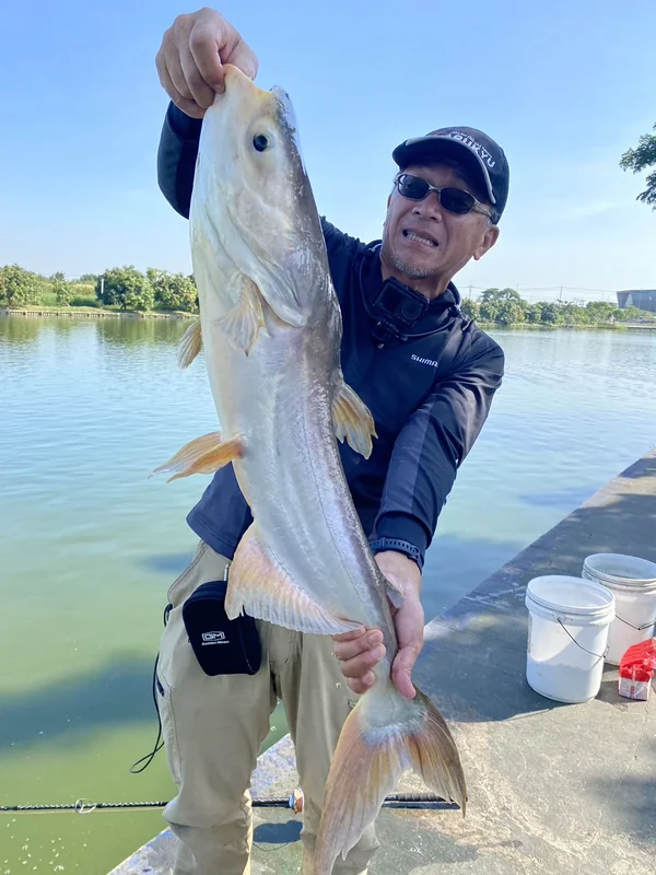 ブンマールアイのナマズ